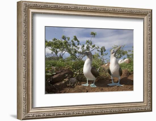 Pair of Blue-Footed Boobies-Paul Souders-Framed Photographic Print