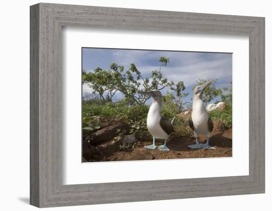 Pair of Blue-Footed Boobies-Paul Souders-Framed Photographic Print