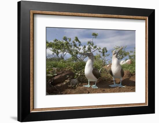 Pair of Blue-Footed Boobies-Paul Souders-Framed Photographic Print