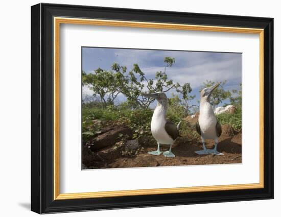 Pair of Blue-Footed Boobies-Paul Souders-Framed Photographic Print