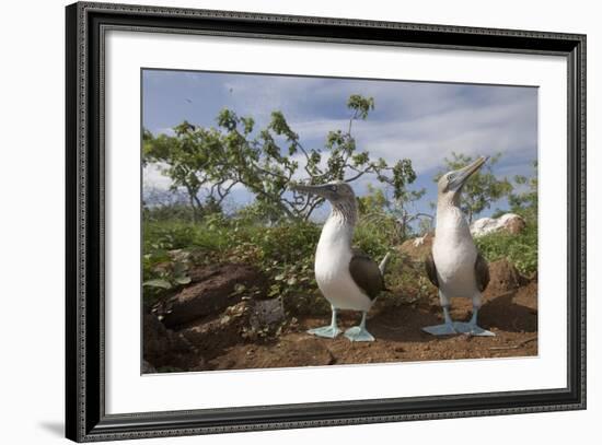 Pair of Blue-Footed Boobies-Paul Souders-Framed Photographic Print