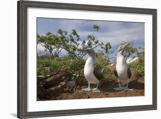 Pair of Blue-Footed Boobies-Paul Souders-Framed Photographic Print