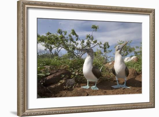 Pair of Blue-Footed Boobies-Paul Souders-Framed Photographic Print