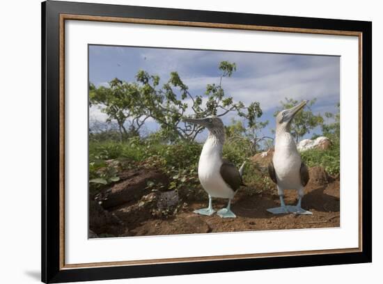 Pair of Blue-Footed Boobies-Paul Souders-Framed Photographic Print