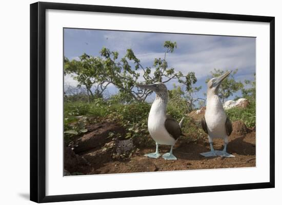 Pair of Blue-Footed Boobies-Paul Souders-Framed Photographic Print