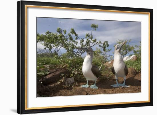 Pair of Blue-Footed Boobies-Paul Souders-Framed Photographic Print