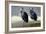 Pair of Blue Herons-Vivienne Dupont-Framed Art Print