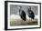 Pair of Blue Herons-Vivienne Dupont-Framed Art Print