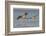 Pair of brown pelicans in flight along Sanibel Island in Florida, USA-Chuck Haney-Framed Photographic Print