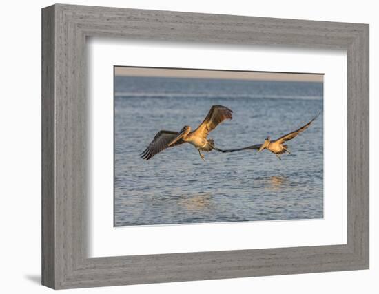 Pair of brown pelicans in flight along Sanibel Island in Florida, USA-Chuck Haney-Framed Photographic Print