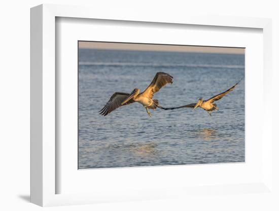 Pair of brown pelicans in flight along Sanibel Island in Florida, USA-Chuck Haney-Framed Photographic Print