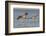 Pair of brown pelicans in flight along Sanibel Island in Florida, USA-Chuck Haney-Framed Photographic Print