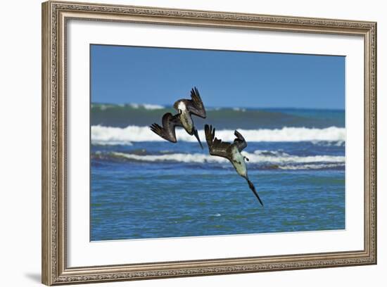 Pair of Brown Pelicans (Pelecanus Occidentalis) Dive for Fish at the Nosara River Mouth-Rob Francis-Framed Photographic Print