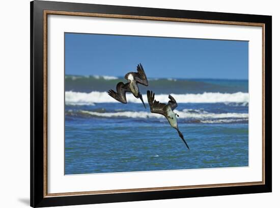 Pair of Brown Pelicans (Pelecanus Occidentalis) Dive for Fish at the Nosara River Mouth-Rob Francis-Framed Photographic Print