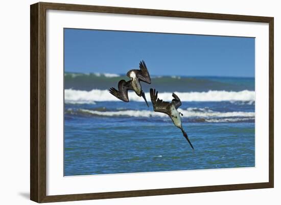 Pair of Brown Pelicans (Pelecanus Occidentalis) Dive for Fish at the Nosara River Mouth-Rob Francis-Framed Photographic Print