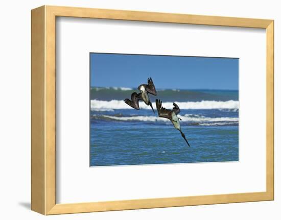 Pair of Brown Pelicans (Pelecanus Occidentalis) Dive for Fish at the Nosara River Mouth-Rob Francis-Framed Photographic Print