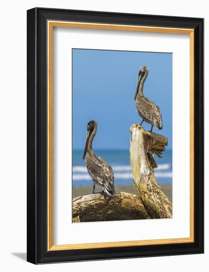 Pair of Brown Pelicans (Pelecanus Occidentalis) Perched at the Nosara River Mouth-Rob Francis-Framed Photographic Print