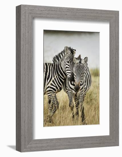 Pair of Burchell's Zebras Nuzzling Up to Each Other, Masai Mara, Kenya-Adam Jones-Framed Photographic Print