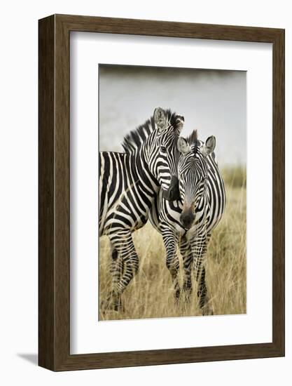 Pair of Burchell's Zebras Nuzzling Up to Each Other, Masai Mara, Kenya-Adam Jones-Framed Photographic Print