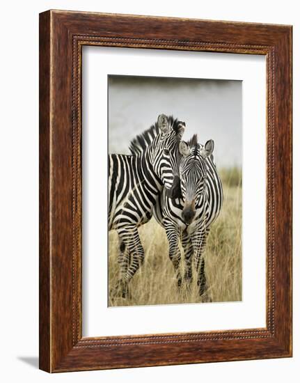 Pair of Burchell's Zebras Nuzzling Up to Each Other, Masai Mara, Kenya-Adam Jones-Framed Photographic Print