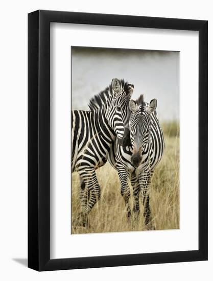 Pair of Burchell's Zebras Nuzzling Up to Each Other, Masai Mara, Kenya-Adam Jones-Framed Photographic Print