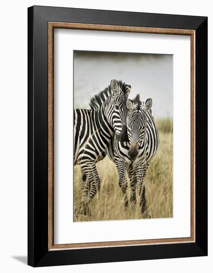 Pair of Burchell's Zebras Nuzzling Up to Each Other, Masai Mara, Kenya-Adam Jones-Framed Photographic Print