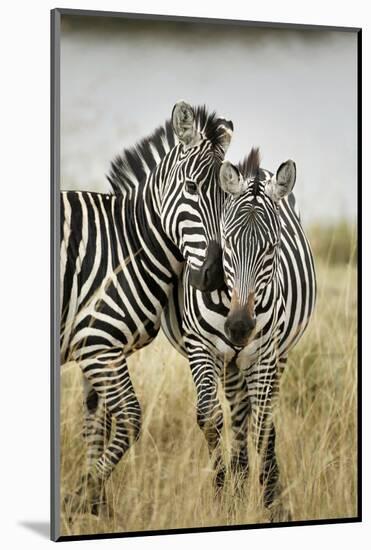 Pair of Burchell's Zebras Nuzzling Up to Each Other, Masai Mara, Kenya-Adam Jones-Mounted Photographic Print