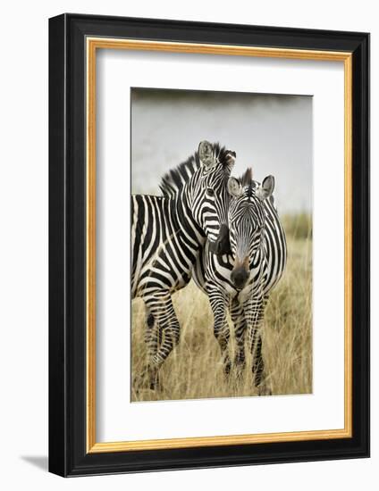 Pair of Burchell's Zebras Nuzzling Up to Each Other, Masai Mara, Kenya-Adam Jones-Framed Photographic Print