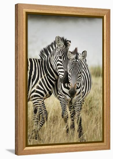 Pair of Burchell's Zebras Nuzzling Up to Each Other, Masai Mara, Kenya-Adam Jones-Framed Premier Image Canvas