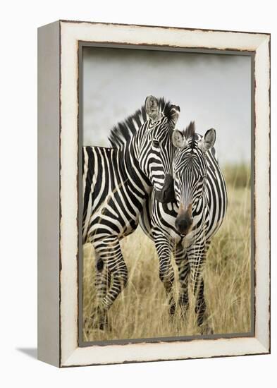 Pair of Burchell's Zebras Nuzzling Up to Each Other, Masai Mara, Kenya-Adam Jones-Framed Premier Image Canvas