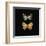 Pair of Butterflies on Black-Joanna Charlotte-Framed Art Print