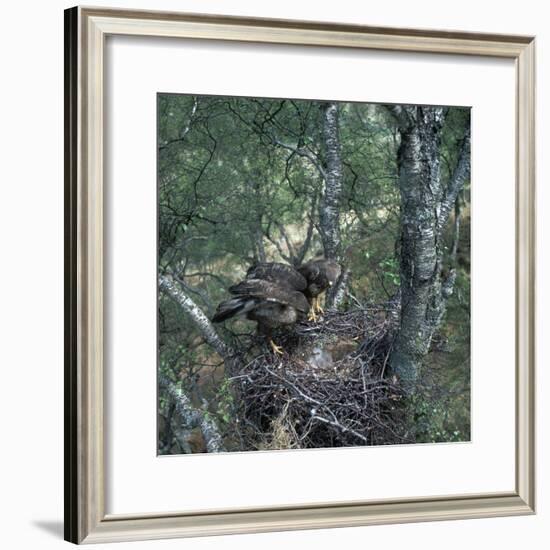 Pair of buzzards on the nest-CM Dixon-Framed Photographic Print