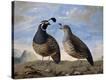 Stretched Canvas Print