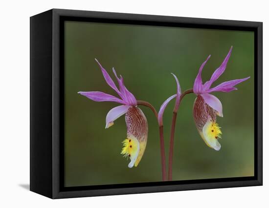 Pair of Calypso Orchids, Upper Peninsula, Michigan, USA-Mark Carlson-Framed Premier Image Canvas