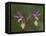 Pair of Calypso Orchids, Upper Peninsula, Michigan, USA-Mark Carlson-Framed Premier Image Canvas