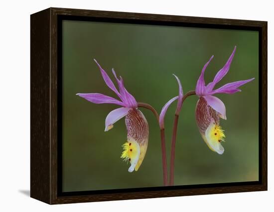 Pair of Calypso Orchids, Upper Peninsula, Michigan, USA-Mark Carlson-Framed Premier Image Canvas