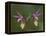 Pair of Calypso Orchids, Upper Peninsula, Michigan, USA-Mark Carlson-Framed Premier Image Canvas