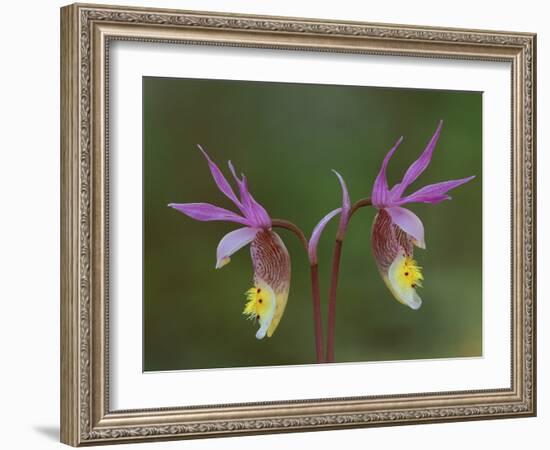 Pair of Calypso Orchids, Upper Peninsula, Michigan, USA-Mark Carlson-Framed Photographic Print