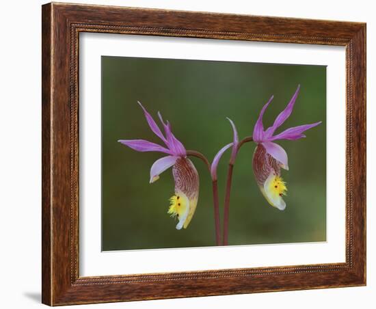 Pair of Calypso Orchids, Upper Peninsula, Michigan, USA-Mark Carlson-Framed Photographic Print