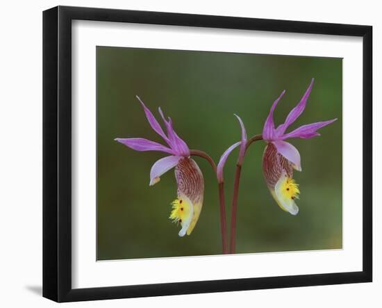 Pair of Calypso Orchids, Upper Peninsula, Michigan, USA-Mark Carlson-Framed Photographic Print