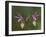 Pair of Calypso Orchids, Upper Peninsula, Michigan, USA-Mark Carlson-Framed Photographic Print