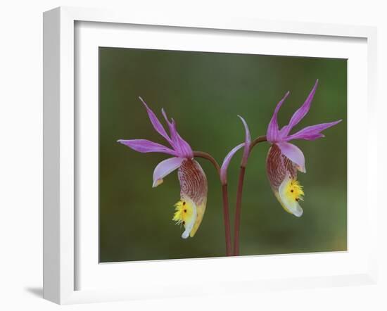 Pair of Calypso Orchids, Upper Peninsula, Michigan, USA-Mark Carlson-Framed Photographic Print