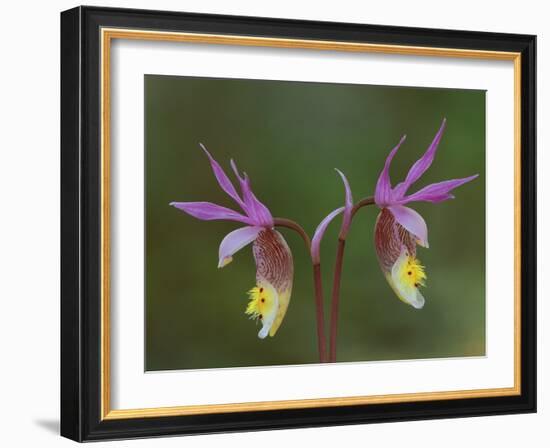 Pair of Calypso Orchids, Upper Peninsula, Michigan, USA-Mark Carlson-Framed Photographic Print