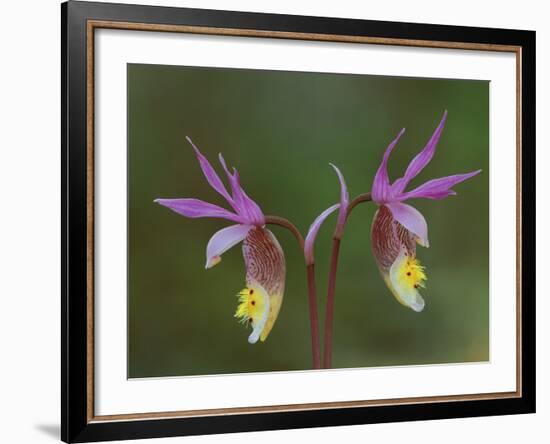 Pair of Calypso Orchids, Upper Peninsula, Michigan, USA-Mark Carlson-Framed Photographic Print