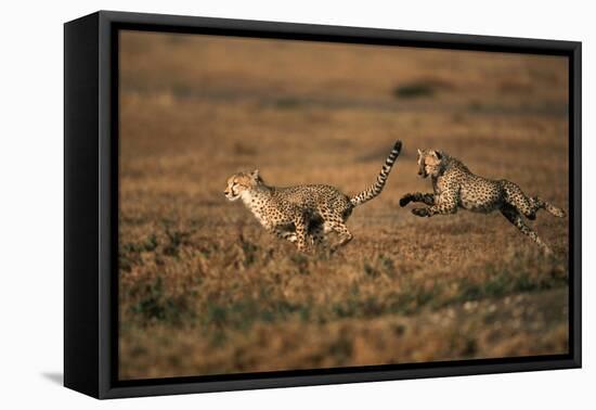 Pair of Cheetahs Running, Maasai Mara, Kenya-Adam Jones-Framed Premier Image Canvas