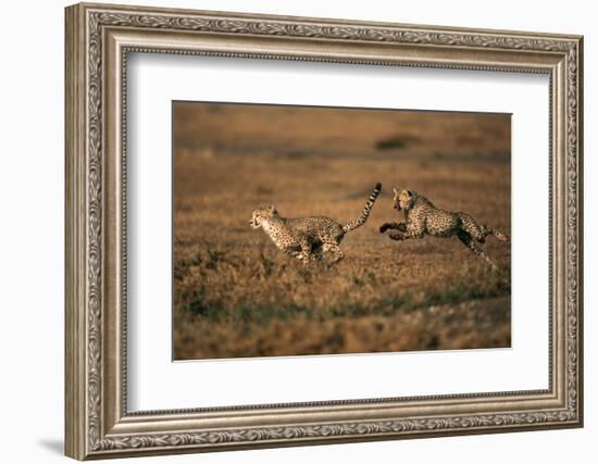 Pair of Cheetahs Running, Maasai Mara, Kenya-Adam Jones-Framed Photographic Print