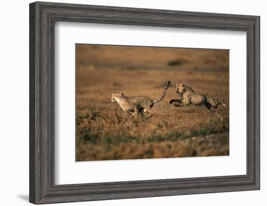 Pair of Cheetahs Running, Maasai Mara, Kenya-Adam Jones-Framed Photographic Print