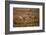 Pair of Cheetahs Running, Maasai Mara, Kenya-Adam Jones-Framed Photographic Print