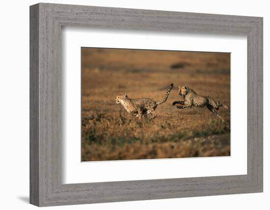 Pair of Cheetahs Running, Maasai Mara, Kenya-Adam Jones-Framed Photographic Print