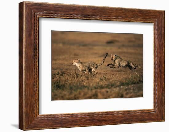 Pair of Cheetahs Running, Maasai Mara, Kenya-Adam Jones-Framed Photographic Print